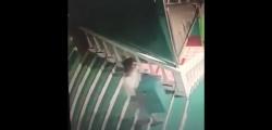 Pria Berpakaian Serba Putih Terekam CCTV Bawa Kabur Kotak Amal Masjid