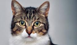 Studi Ungkap Kucing Bisa Kenali Suara Pemiliknya