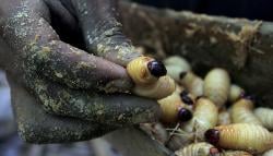 Berburu Ulat Sagu untuk Bahan Pangan