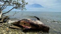 Geger, Bangkai Ikan Paus Pilot Ditemukan Terdampar di Perairan Raja Ampat