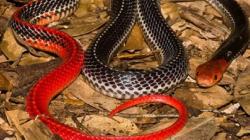 5 Jenis Ular Berbisa di Indonesia, Nomor 4 Warnanya Indah tapi Mematikan