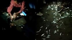 Viral Ribuan Ikan Terdampar di Pantai Palabuhanratu Sukabumi seusai Gelombang Tinggi