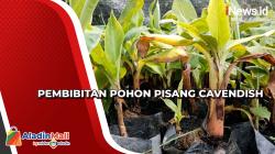 Mengais Cuan dari Pembibitan Pohon Pisang Cavendish