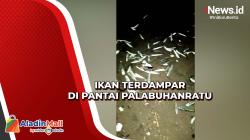 Viral! Ribuan Ikan Terdampar di Pantai Palabuhanratu, Warga Berebut