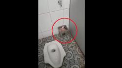 Kasus Mayat Bayi dalam Toilet Pabrik di Ligung Majalengka, Ini Kata PT SLI<