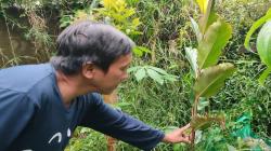 Marak Kasus Gagal Ginjal Akut, Warga Lembang KBB Kembali ke Obat Tradisional<