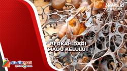 Mengais Cuan dari Madu Kelulut Khas Langkat