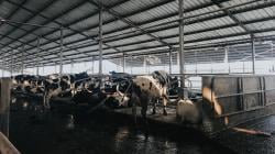 Penyakit LSD Ancam Ternak Sapi Perah, KBB Butuh 100.000 Dosis Vaksin<