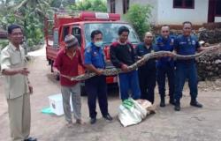 Masuk ke Permukiman Penduduk, Ular Piton Sepanjang 4 Meter Ditangkap Warga Gunungkidul