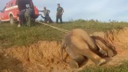 Anak Gajah Umur 4 Tahun Mati di Pusat Pelatihan, Diduga Terserang Virus Herves