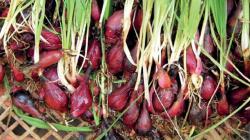 Bawang Dayak Punya Banyak Manfaat, Aslinya Tumbuhan dari Mana?