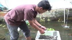 Budi Daya Lobster, Mahasiswa Sukabumi Kebanjiran Order dari Luar Negeri
