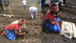 Ritual Manjuluk Sebelum Musim Tanam Benih, Tradisi Suku Batak agar Hasil Panen Melimpah