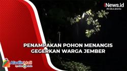Begini Penampakan Pohon Menangis yang Gegerkan Warga Jember