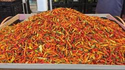 Pasokan Kurang, Harga Cabai di Palangka Raya Tembus Rp60.000 per Kg<