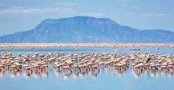 Satu-satunya di Dunia, Danau Cantik Ini Bisa Mengubah Hewan Jadi Patung