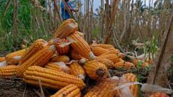 RI Bakal Impor Jagung Pakan Sebanyak 375.646 Ton hingga Akhir Tahun