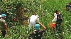 Mayat Pria Lansia Ditemukan Membusuk di Kebun Tebu Jember, Petugas Evakuasi Pakai APD