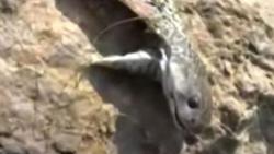 Tak Terima Dipatuk Ular Kobra, Bocah Ini Balas Gigit sampai Mati