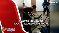 Biawak Masuk Rumah di Mamuju, Evakuasi Berlangsung Dramatis