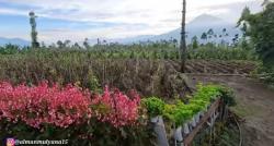 Desa Terpencil di Indonesia dengan Pemandangan Indah, Ternyata Semua Warganya Keturunan Belanda 