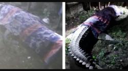 Unik, Warga Ini Bunuh Buaya Pemangsa Sapi lalu Dikuburkan dengan Kain Tenun Sumba