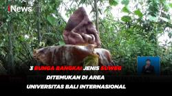 3 Bunga Bangkai Jenis Suweg Ditemukan di Area Universitas Bali Internasional
