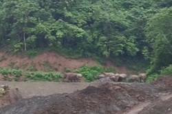 Kawanan Gajah Liar Berkeliaran di Pidie, Aktivitas Petani Terganggu