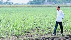 Jokowi Bentuk Tim Koordinasi Penyelesaian Ketidaksesuaian Tata Ruang, Diketuai Airlangga