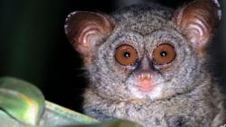 Satwa Endemik Sulawesi Utara Terancam Punah Lokal, Ini Penyebabnya