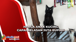 Meraup Untung dari Budi Daya Kucing Maine Coon