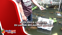 Raup Untung dari Budi Daya Lobster Air Tawar