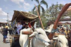 Viral Lurah Gilangharjo Bantul Diarak Gerobak Sapi saat Pelantikan, Ternyata karena Ini