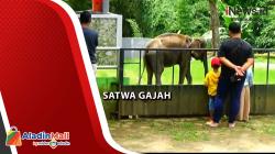 Wisatawan Seruling Mas Zoo Antusias Interaksi Langsung dengan Gajah