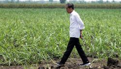Presiden Jokowi Tinjau Penanaman Tebu Varietas Unggul 