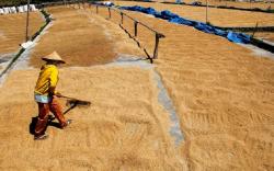 Kabar Baik untuk Sumsel, Bulog Siapkan Triliunan Rupiah untuk Beli Beras Petani<