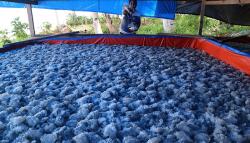 Halmahera Ekspor Ubur-Ubur ke Taiwan hingga Jepang