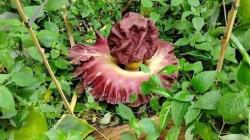 Bunga Bangkai Tumbuh di Pekarangan Rumah Warga Tangerang, Pemilik: Saya Kira Kembang Kol