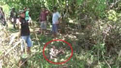 Ternak Hilang, Warga Maros Temukan Sapi Miliknya Telah Disembelih