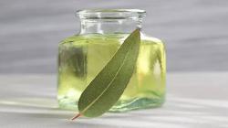 Berbagai Manfaat Minyak Kayu Putih, Redakan Nyeri hingga sebagai Aromaterapi