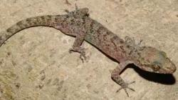 3 Jenis Tokek yang Paling Banyak Dicari dan Punya Harga Mahal, Disebut Berkhasiat untuk HIV/AIDS