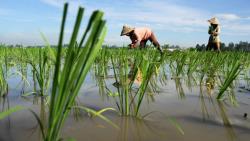 Kegiatan Ekonomi di Kalimantan Timur, Didominasi Pertanian hingga Pertambangan