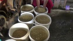 Harga Kedelai Hampir Rp14.000 Per Kg, Puluhan Perajin Tahu Ledok di Bojonegoro Gulung Tikar