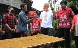  Keren, Warga Desa Sukoharjo Sulap Talas jadi Pengganti Tembakau dan Diekspor ke Australia