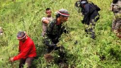 Ladang Ganja Seluas 5 Hektare Ditemukan di Perbukitan Madina, Petugas Butuh 7 Jam ke Lokasi<