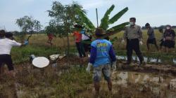 Warga Juntinyuat Indramayu Geger Temukan Mayat Pria Membusuk di Sawah<