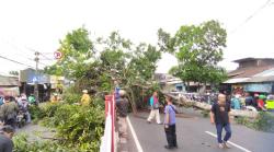 Angin Kencang Tumbangkan Pohon Setinggi 7 Meter di Kramat Jati, Lalin Macet Total hingga 2 Km