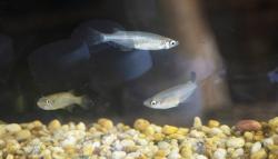 Mengenal Ikan Bungo Endemik Danau Poso yang Hampir Punah