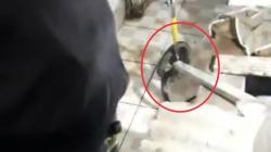 Panik Lihat Kobra di Dalam Rumah, Warga Minta Tolong Damkar Bogor