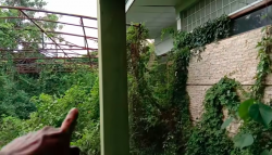 Intip Rumah Artis Terbengkalai Ditumbuhi Pohon Liar Angker, Nomor 2 Ada di Tengah Hutan di Banten 